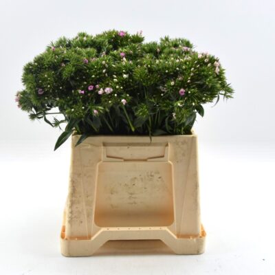 Image for choice number 4