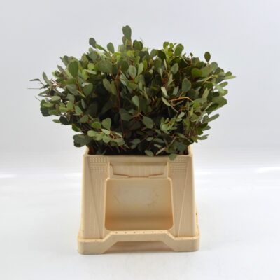 Image for choice number 8