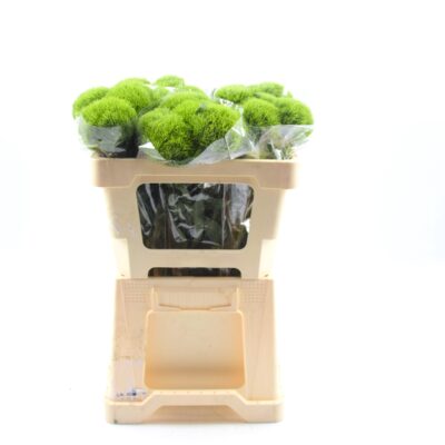 Image for choice number 14