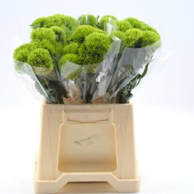 Image for choice number 16