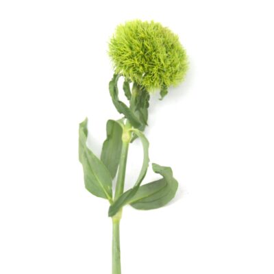 Image for choice number 17