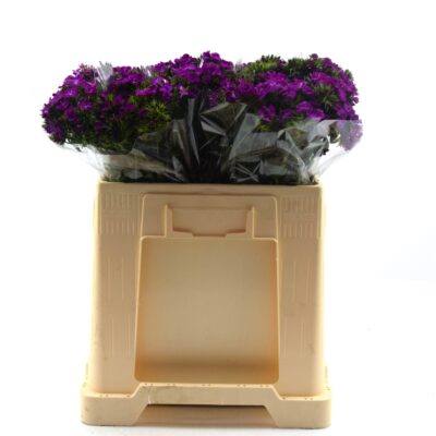 Image for choice number 7